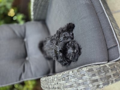 2026-07-25 Alfie 02.jpg